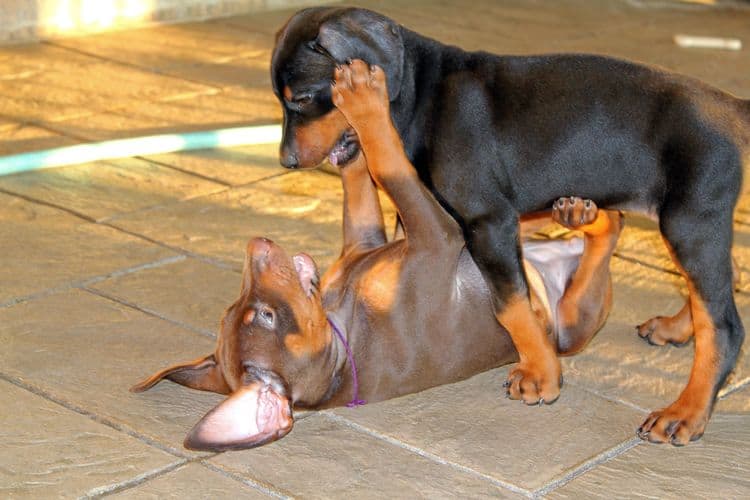 7 week old doberman puppies; red and rust, black and rust