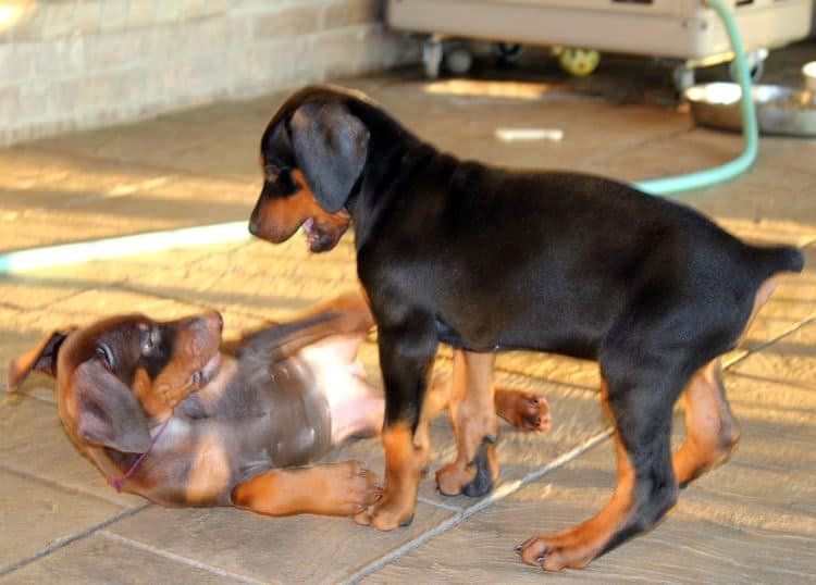 7 week old doberman puppies; red and rust, black and rust