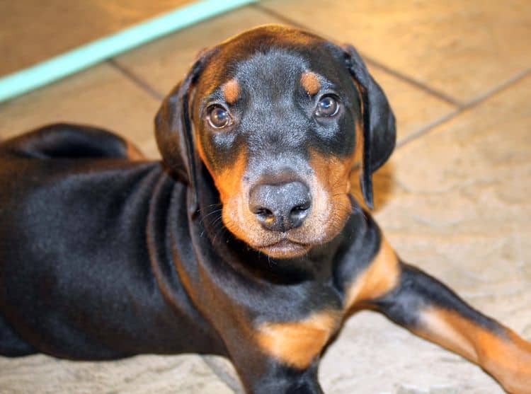 Black and rust female doberman puppy