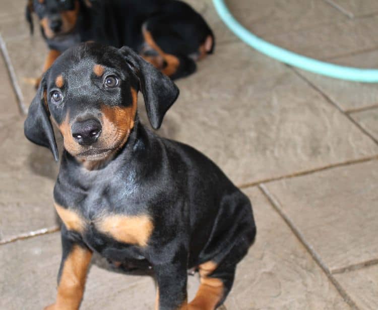 Black and rust female doberman puppy