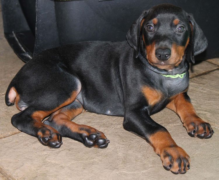 Black and rust female doberman puppy