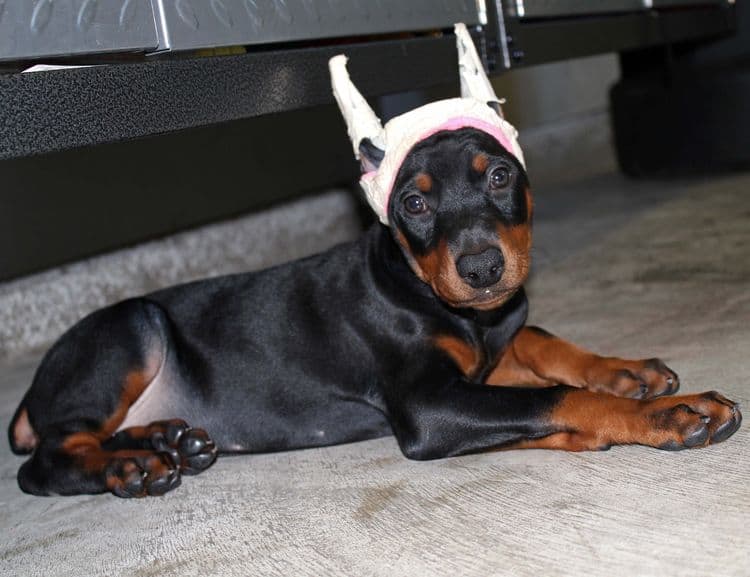 Black and rust female doberman puppy