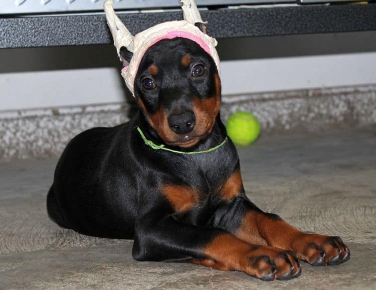 Black and rust female doberman puppy