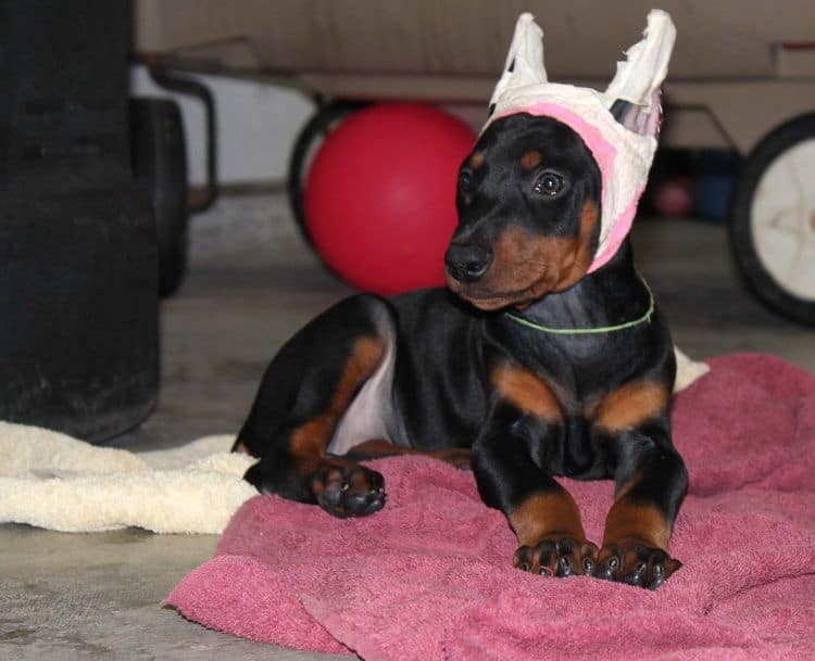 Black and rust female doberman puppy