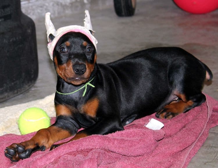 Black and rust female doberman puppy