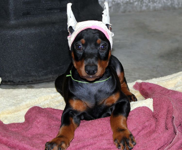 Black and rust female doberman puppy