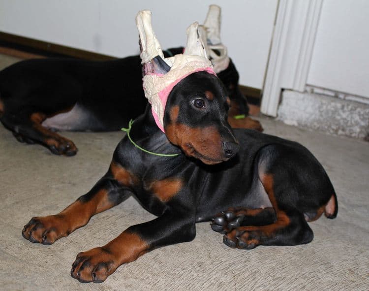 Black and rust female doberman puppy