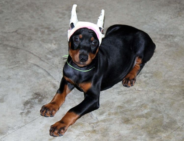 Black and rust female doberman puppy