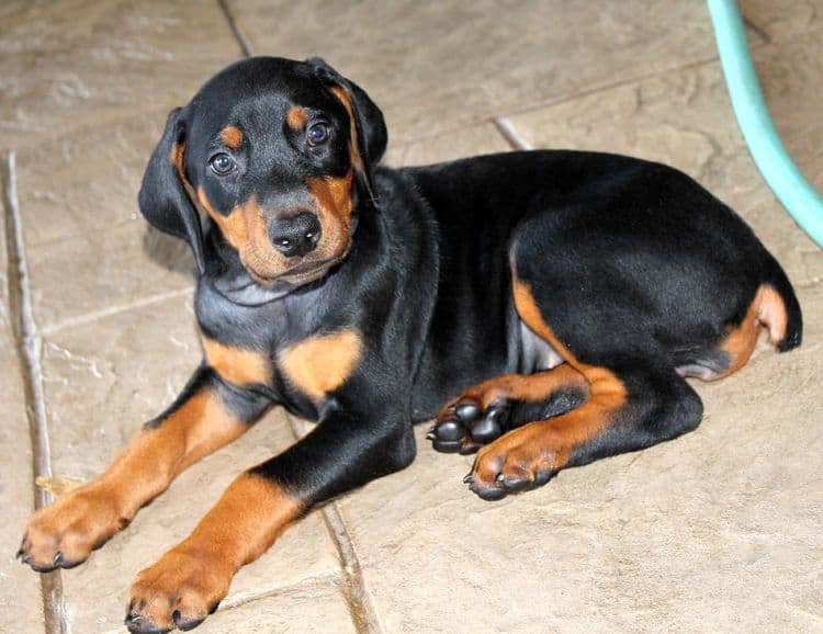 Black and rust female doberman puppy