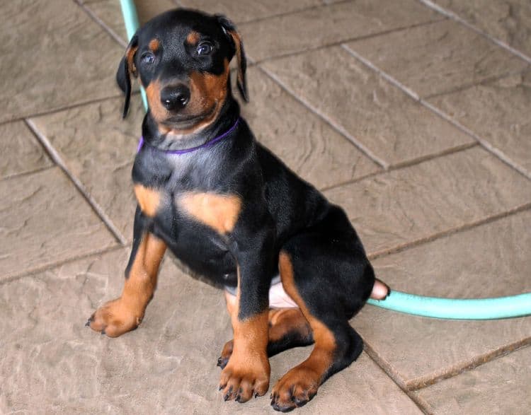 Black and rust female doberman puppy