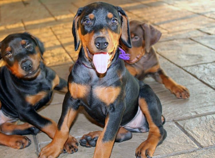 Black and rust female doberman puppy