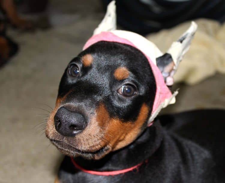 Black and rust female doberman puppy