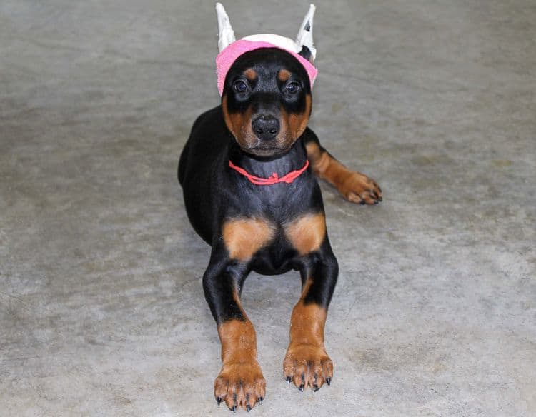 Black and rust female doberman puppy