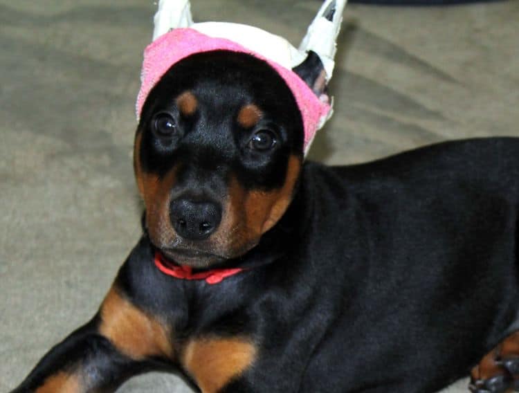 Black and rust female doberman puppy