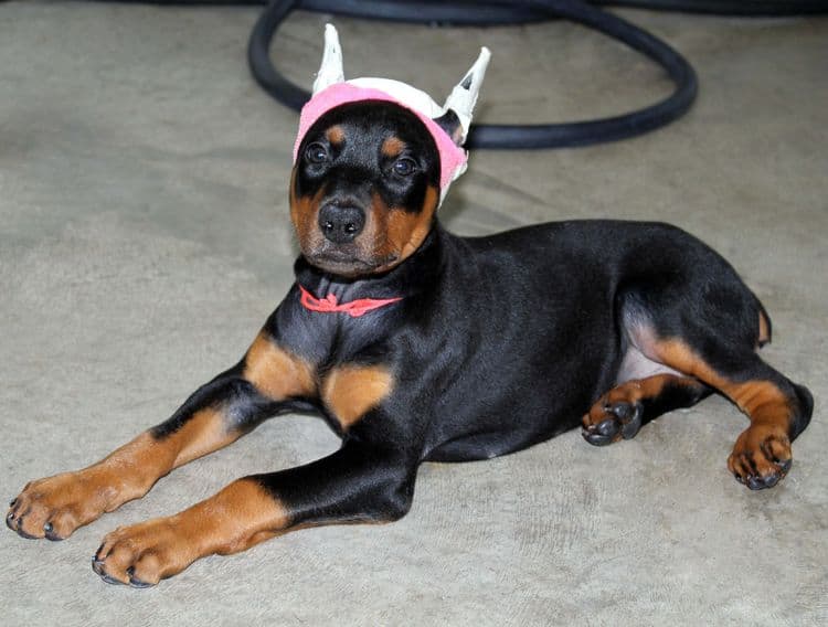 Black and rust female doberman puppy