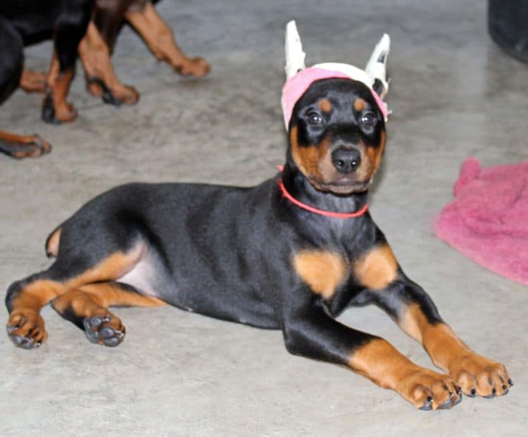 Black and rust female doberman puppy