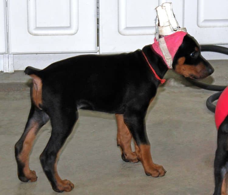 Black and rust female doberman puppy