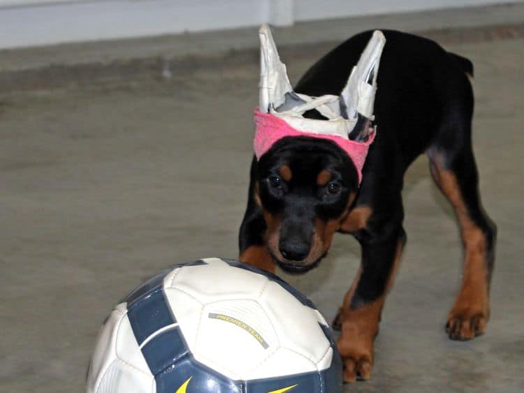 Black and rust female doberman puppy