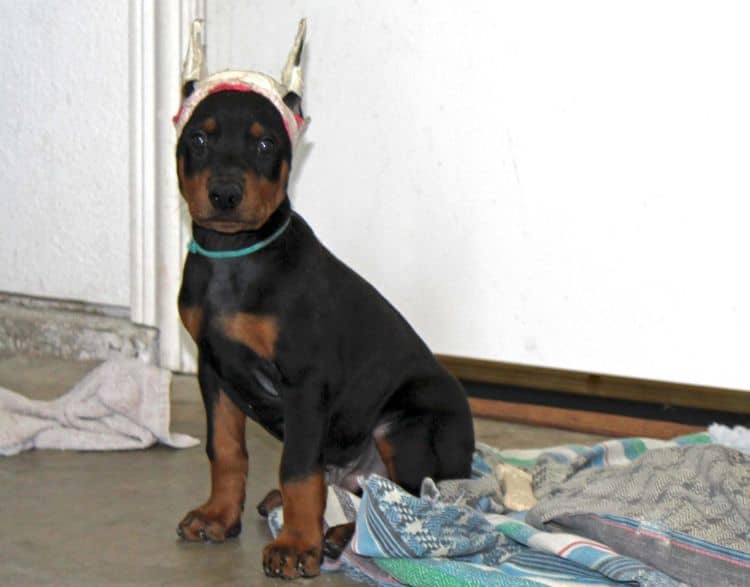 Black and rust male doberman puppy