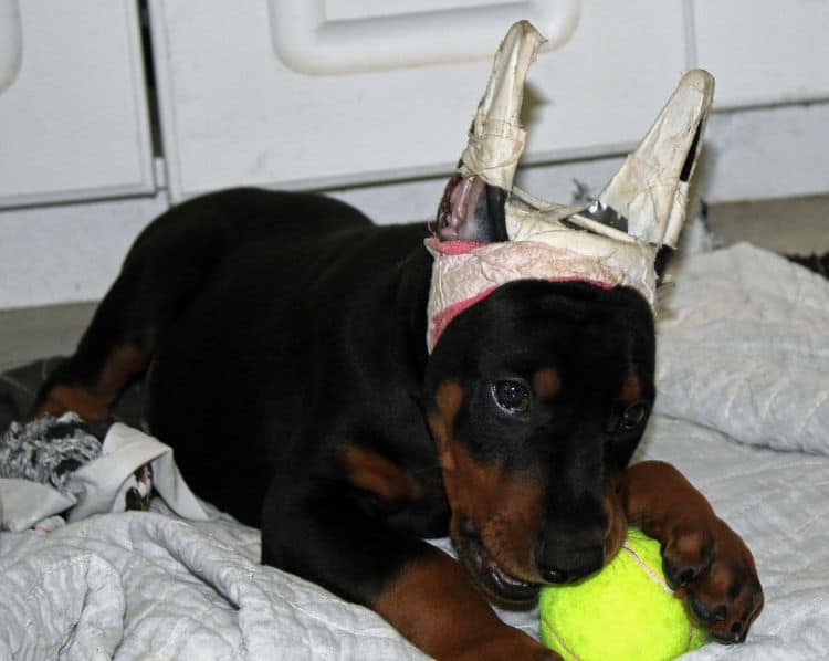 Black and rust male doberman puppy