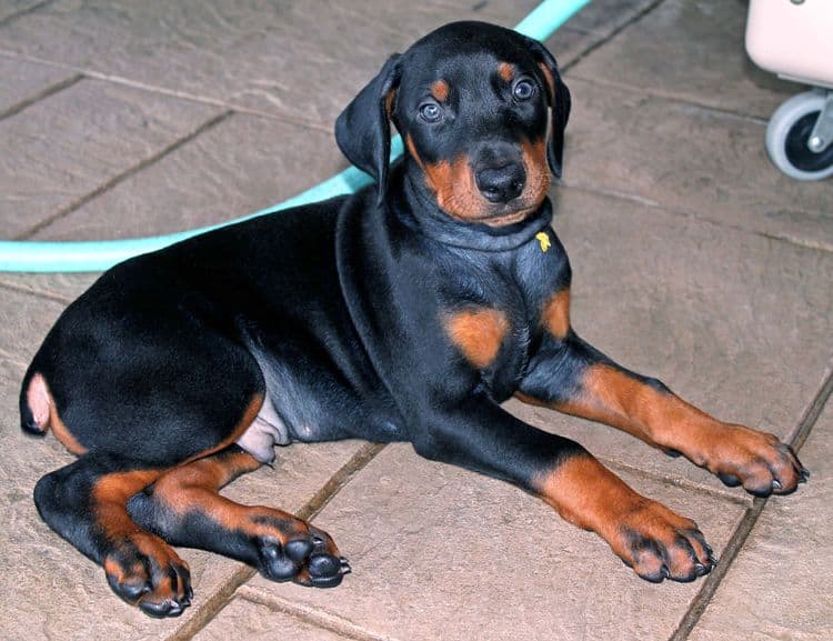 Black and rust male doberman puppy