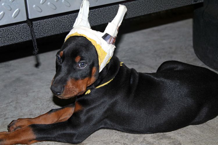 Black and rust male doberman puppy