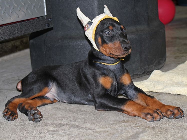 Black and rust male doberman puppy