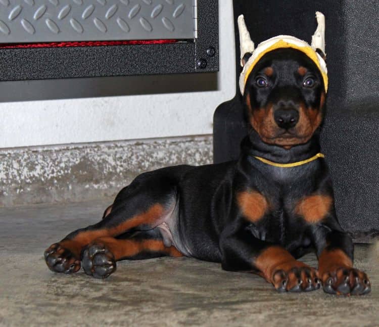 Black and rust male doberman puppy