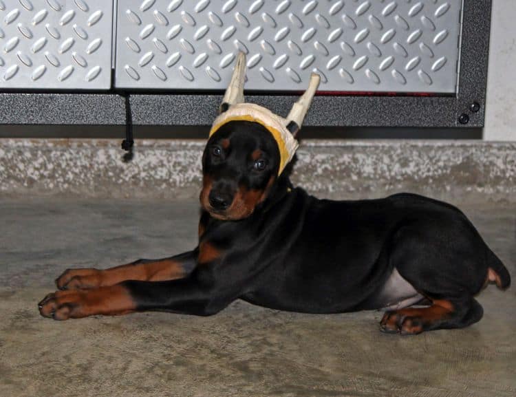 Black and rust male doberman puppy