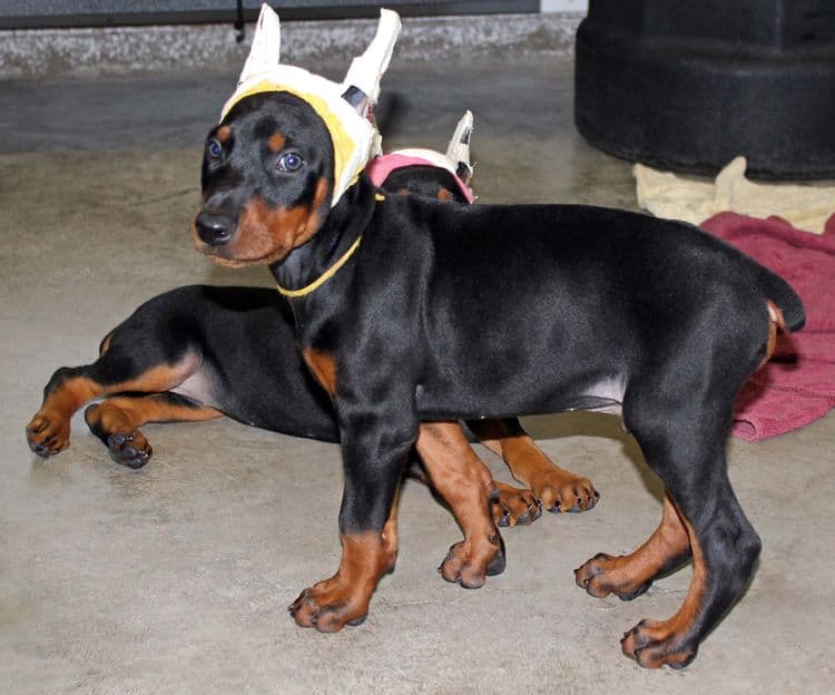 Black and rust male doberman puppy