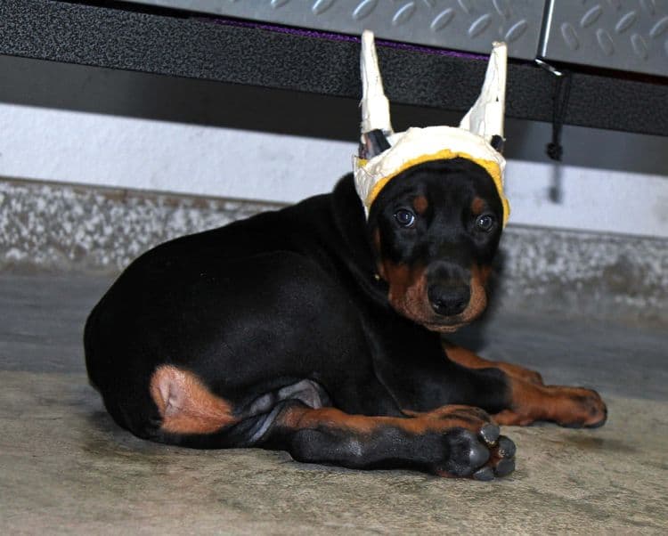 Black and rust male doberman puppy