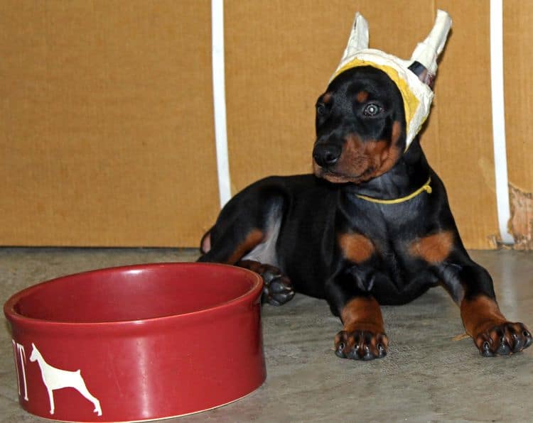 Black and rust male doberman puppy