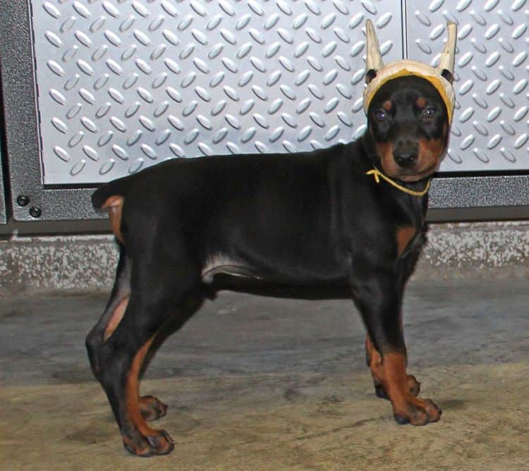 Black and rust male doberman puppy