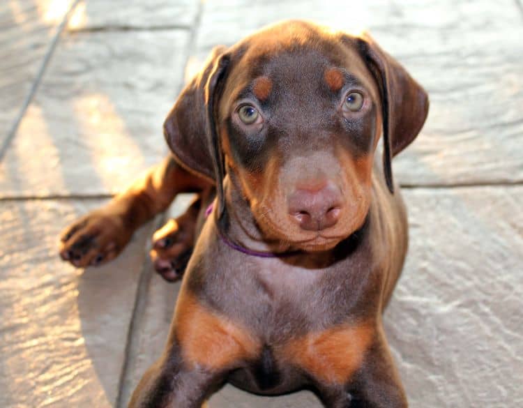 red and rust female doberman puppy