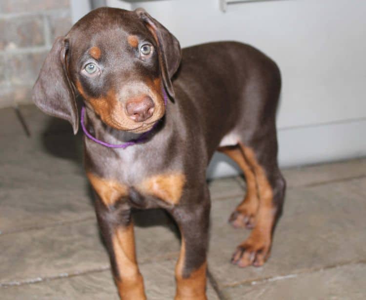 red and rust female doberman puppy