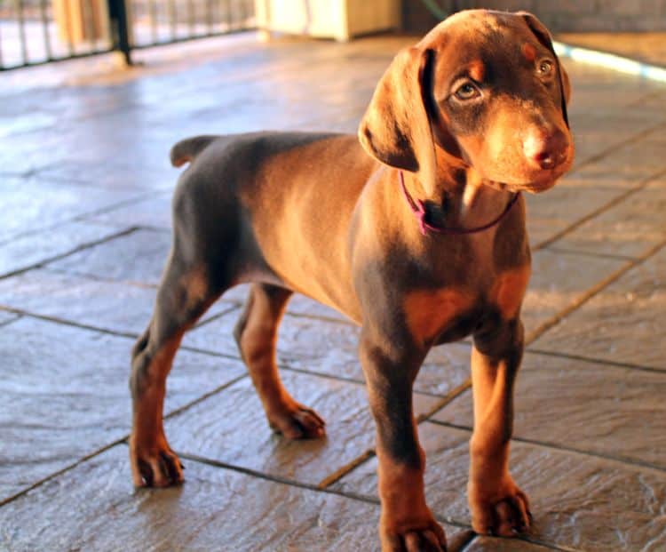 red and rust female doberman puppy