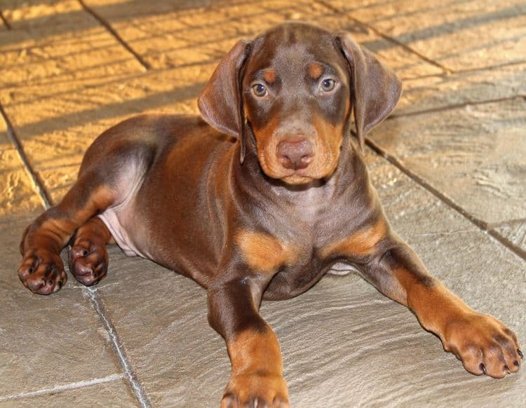 Red and rust male doberman puppy