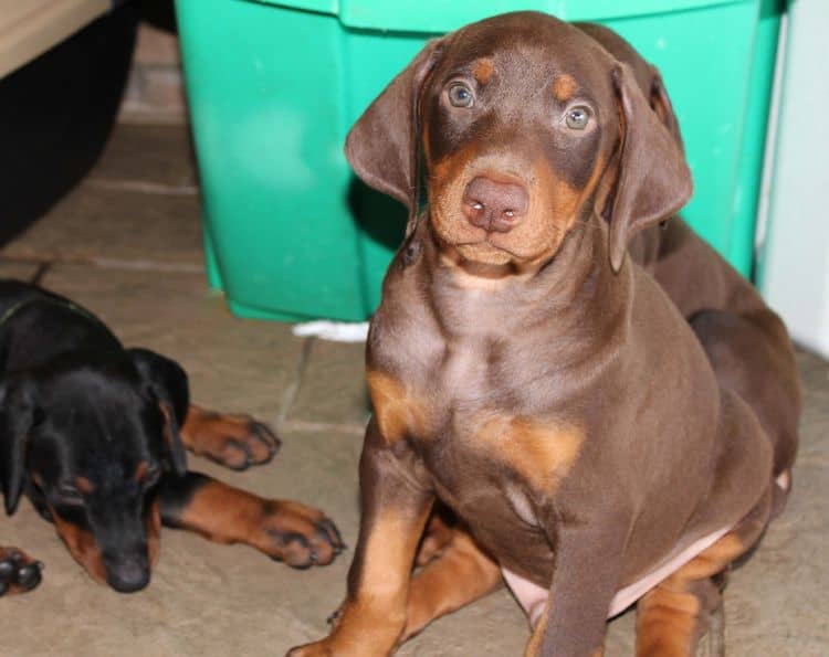 Red and rust male doberman puppy