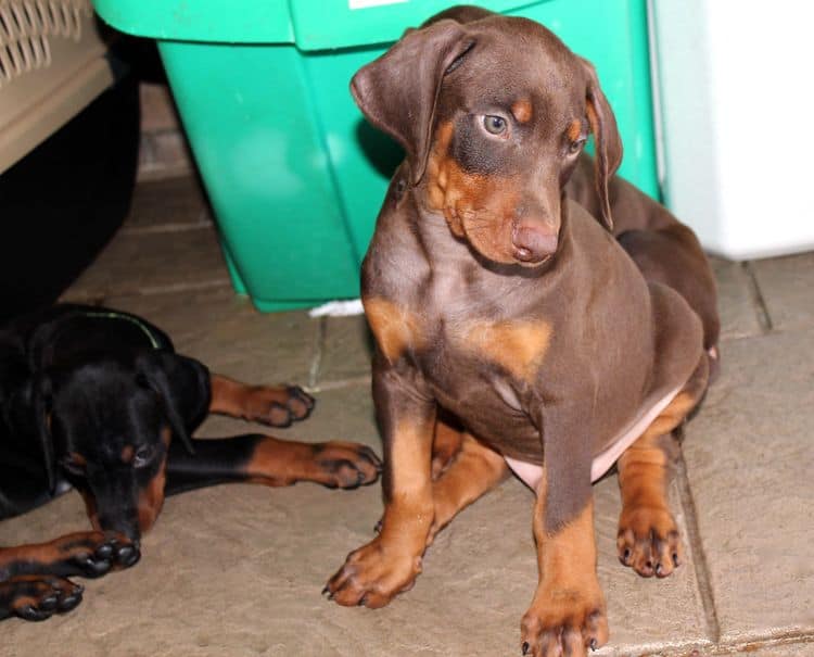 Red and rust male doberman puppy