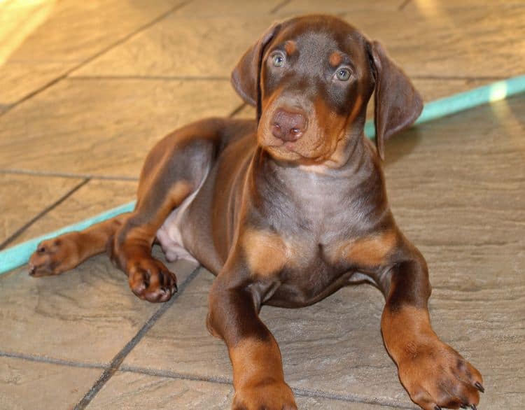 Red and rust male doberman puppy