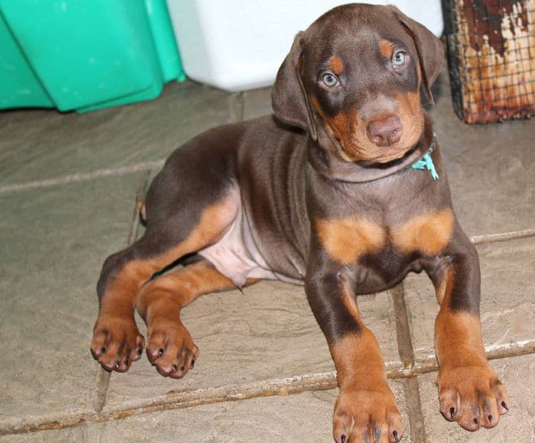 Red and rust male doberman puppy