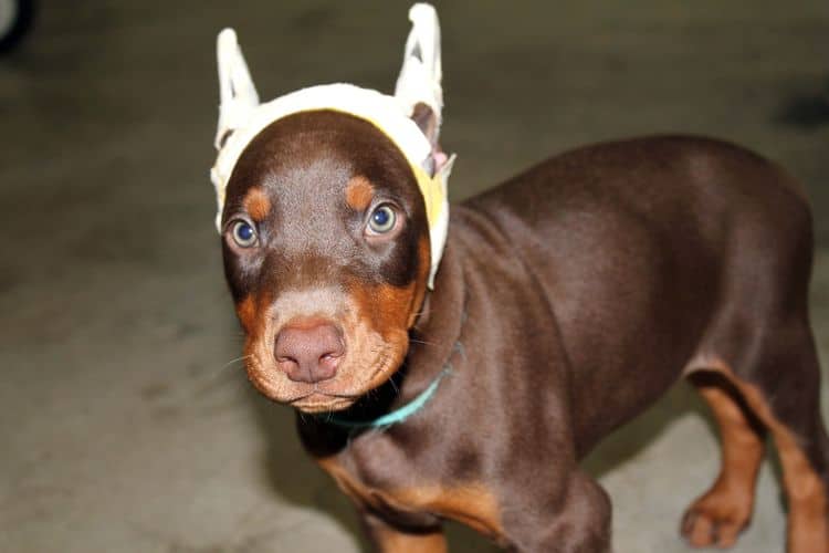 Red and rust male doberman puppy