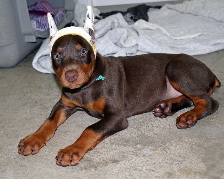 Red and rust male doberman puppy