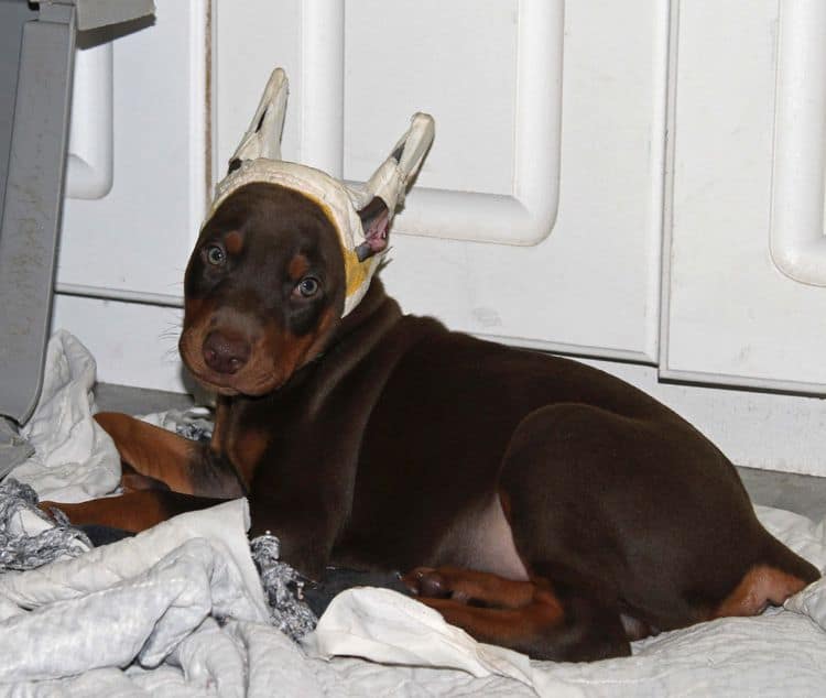 Red and rust male doberman puppy