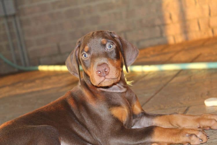 Red and rust male doberman puppy