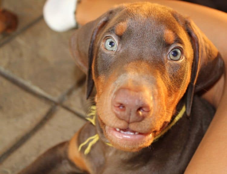 Red and rust male doberman puppy