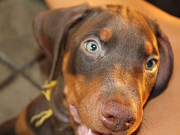 Red and rust male doberman puppy