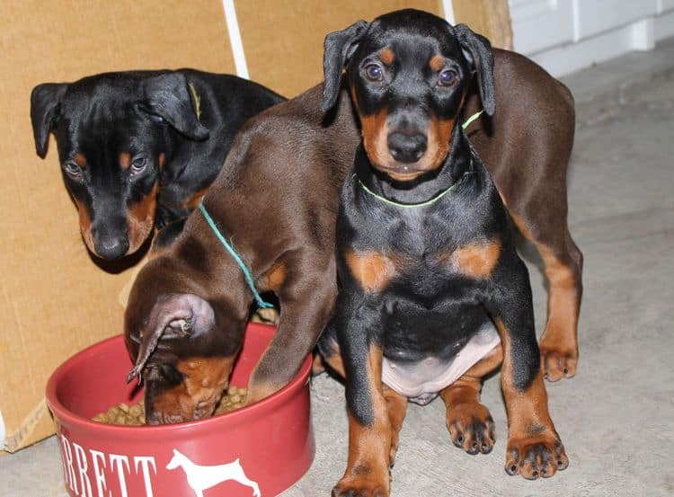 8 week old doberman puppies; red and rust, black and rust