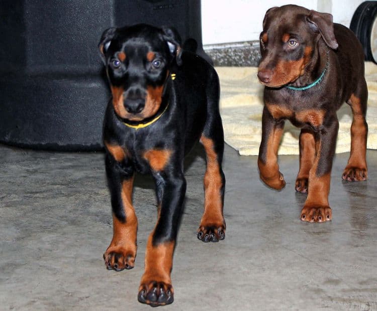 8 week old doberman puppies; red and rust, black and rust