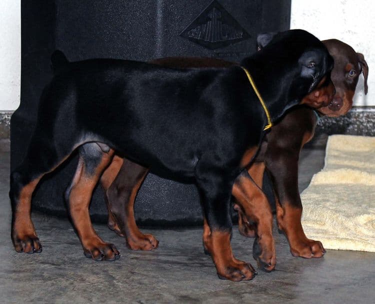 8 week old doberman puppies; red and rust, black and rust